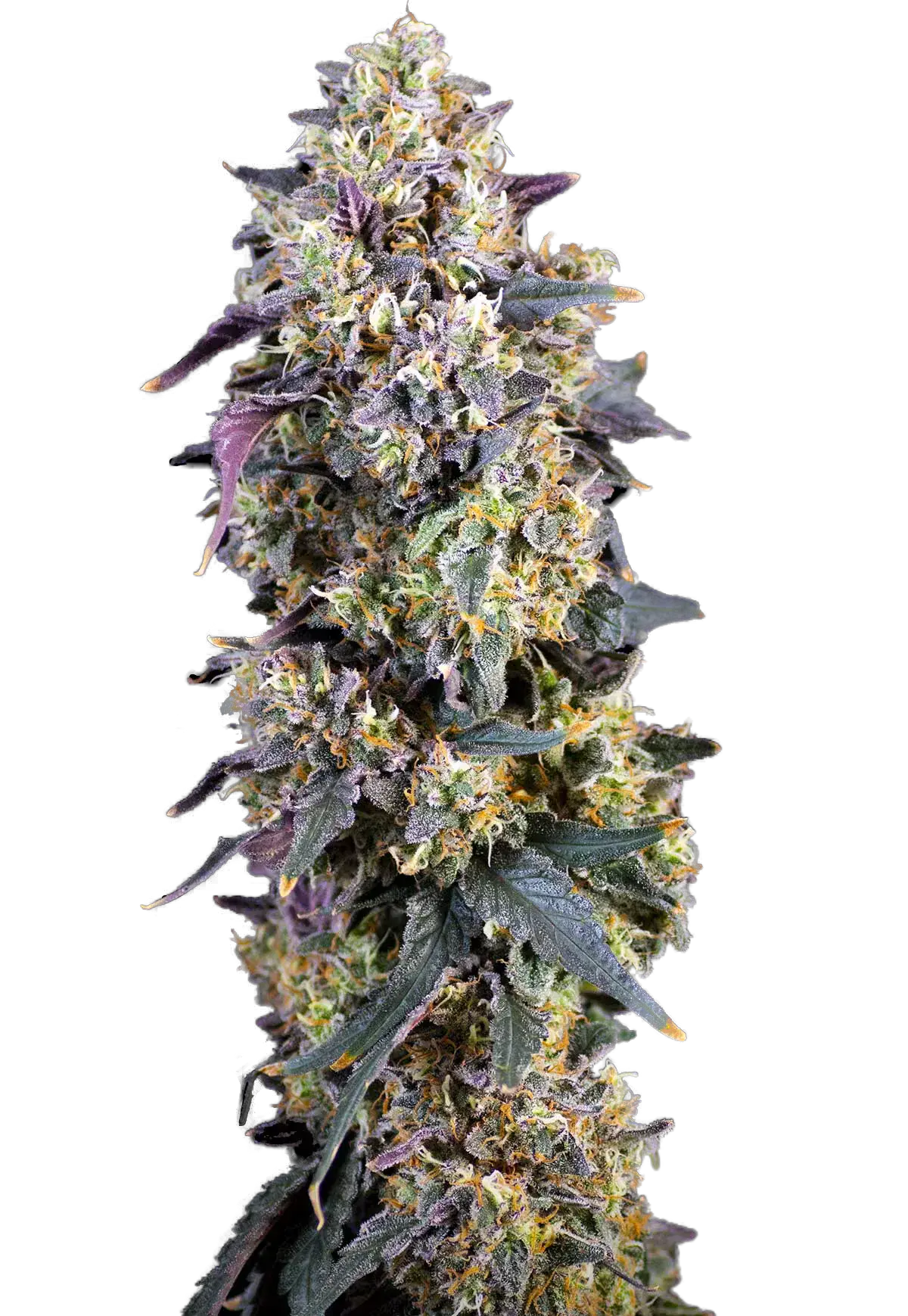 flower cannabis plant